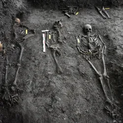 Skeletons exposed during a research excavation in a medieval cemetery in Stavanger, Norway.