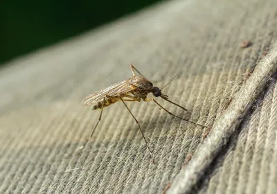 An Aedes aegypti mosquito rests on clothing.