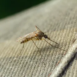 An Aedes aegypti mosquito rests on clothing. 