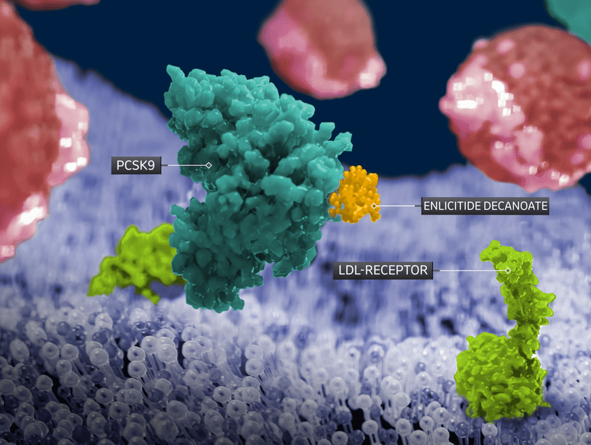 A colorful schematic shows an LDL receptor in bright green and enlicitide in yellow binding to and inhibiting PCSK9 in teal. A colorful schematic shows an LDL receptor in bright green and enlicitide in yellow binding to and inhibiting PCSK9 in teal.