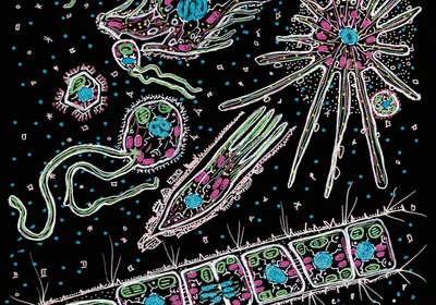 Hand-drawn image of protists drawn on black paper in bright, colorful marker.