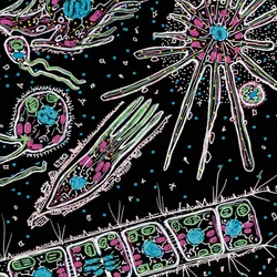 Hand-drawn image of protists drawn on black paper in bright, colorful marker.