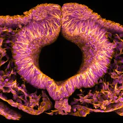 A heart-shaped orange and magenta structure, which appears to have wings, signifying cytoskeletal molecules and cell nuclei, respectively, in an avian neural tube.