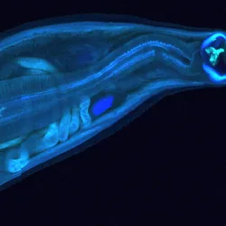 A hookworm glows blue against a black background.