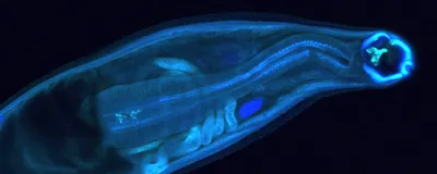 A hookworm glows blue against a black background.
