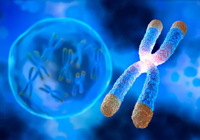 Image of a chromosome with highlighted telomeres and a bubble floating on blue background.