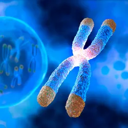 Image of a chromosome with highlighted telomeres and a bubble floating on blue background.