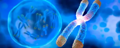 Image of a chromosome with highlighted telomeres and a bubble floating on blue background.