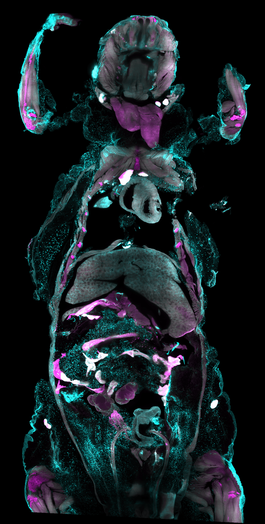 Some tissues of a mouse glow cyan and some glow magenta against a black background.