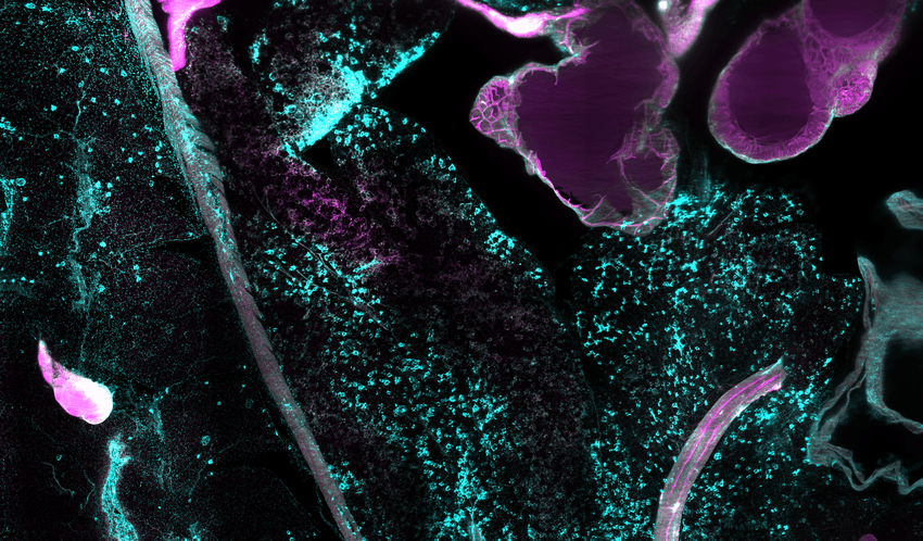 Some magenta and cyan cells against a black background.