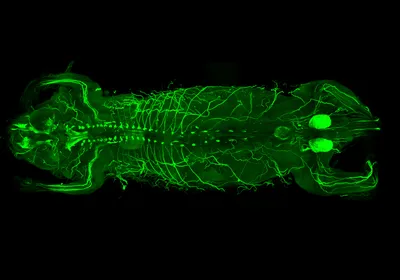 The nervous system mapped in a mouse using MouseMapper glows green against a black background. 