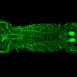 The nervous system mapped in a mouse using MouseMapper glows green against a black background.