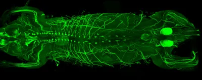 The nervous system mapped in a mouse using MouseMapper glows green against a black background. 