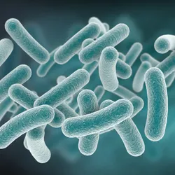 An illustration of rod-shaped bacteria.