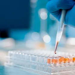 Gloved hand using a single-channel pipette on a clear 96-well plate in a lab.