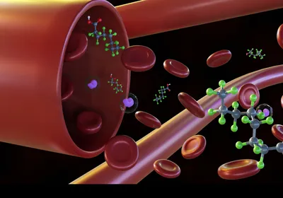 PFAS molecules are shown among red blood cells in the body.