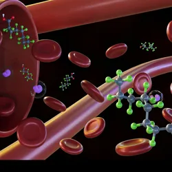 PFAS molecules are shown among red blood cells in the body.