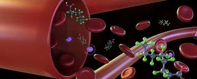 PFAS molecules are shown among red blood cells in the body.