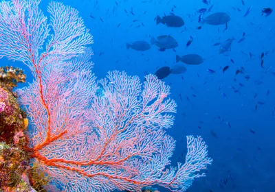 Tropical ref scene with a pink fan coral and fish in the background.