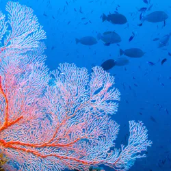 Tropical ref scene with a pink fan coral and fish in the background.