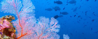 Tropical ref scene with a pink fan coral and fish in the background.