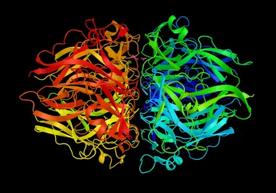 A colorful ribbon model illustrating the three-dimensional structure of a protein.