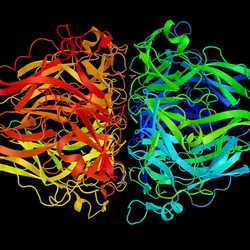 A colorful ribbon model illustrating the three-dimensional structure of a protein.