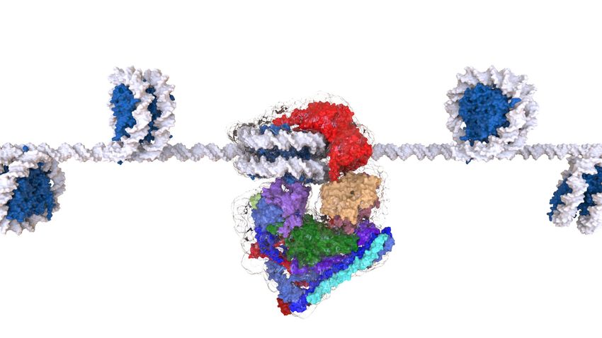 A schematic showing a protein complex bound to a nucleosome (blue) and chromatin (white).