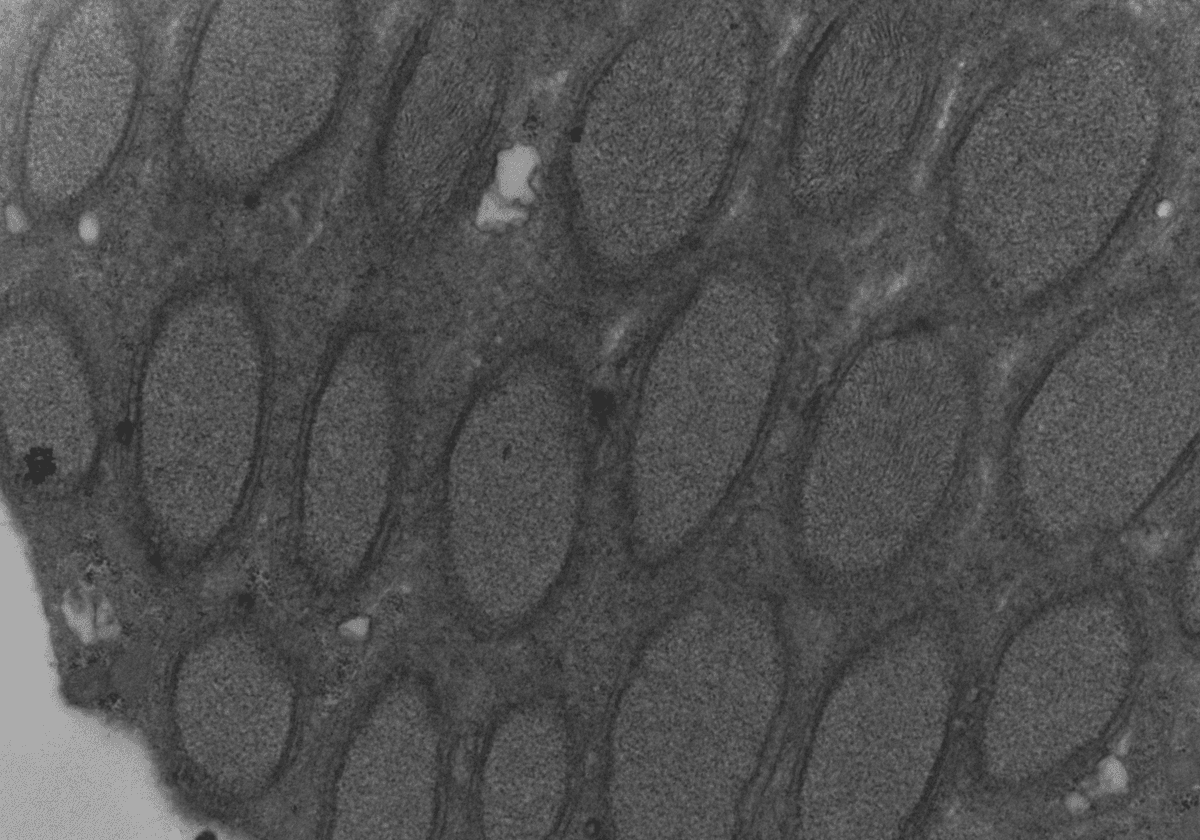 Wolbachia Turns 100: The Journey of a Triumphant Bacterium | The
