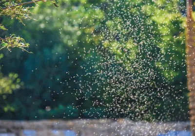 Invasion of mosquitoes, signifying Wolbachia in mosquito-borne disease control.