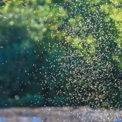 Invasion of mosquitoes, signifying Wolbachia in mosquito-borne disease control.
