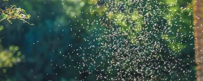 Invasion of mosquitoes, signifying Wolbachia in mosquito-borne disease control.