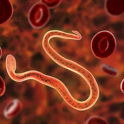 Illustration of a parasitic worm against red blood cells, signifying Wolbachia-mediated filarial nematode control.