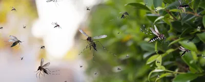 Photograph of a swarm of mosquitoes, a disease vector, near a green bush with the rest of the background blurred, signifying Wolbachia in insect control.
