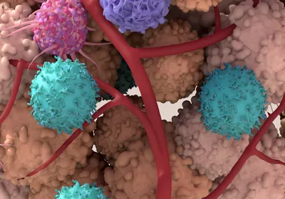 A 3D illustration of tan cells with bumps on their surface, purple cells with petal-like folds, blue cells, and pink cells with long projects clustered around branches of red blood 