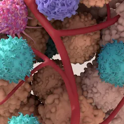 A 3D illustration of tan cells with bumps on their surface, purple cells with petal-like folds, blue cells, and pink cells with long projects clustered around branches of red blood 