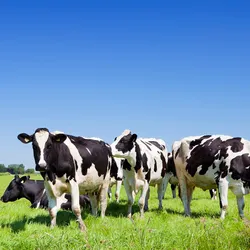 Cows in a field, signifying H5N1 influenza bird flu outbreak in cattle. 