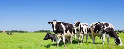 Cows in a field, signifying H5N1 influenza bird flu outbreak in cattle. 