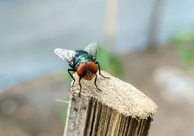 Photograph of a New World Screwworm standing on a wooden post. The fly has a shiny greenish-blue back, translucent wings, and large orange eyes. 