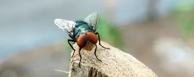 Photograph of a New World Screwworm standing on a wooden post. The fly has a shiny greenish-blue back, translucent wings, and large orange eyes.