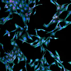 Human skin fibroblast cells are shown via immunofluorescence, stained cyan, blue, and red.