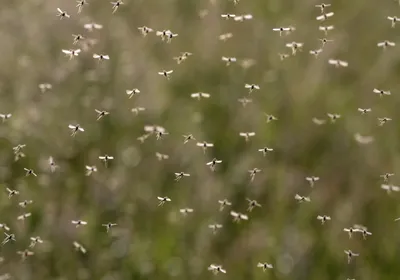 A swarm of mosquitos fly against green foliage.