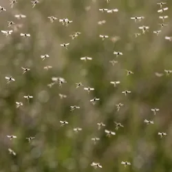 A swarm of mosquitos fly against green foliage.