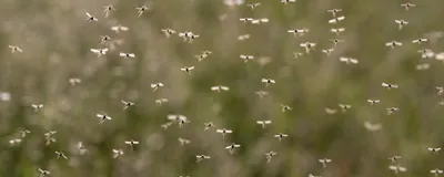 A swarm of mosquitos flies against green foliage.