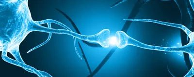 Two neurons communicating with electrical signals