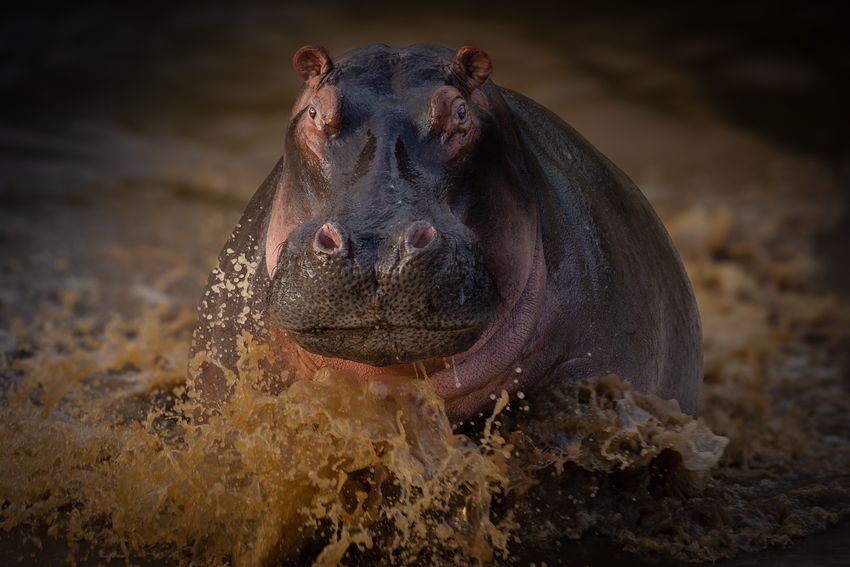 A hippo chages in the water. A hippo chages in the water.