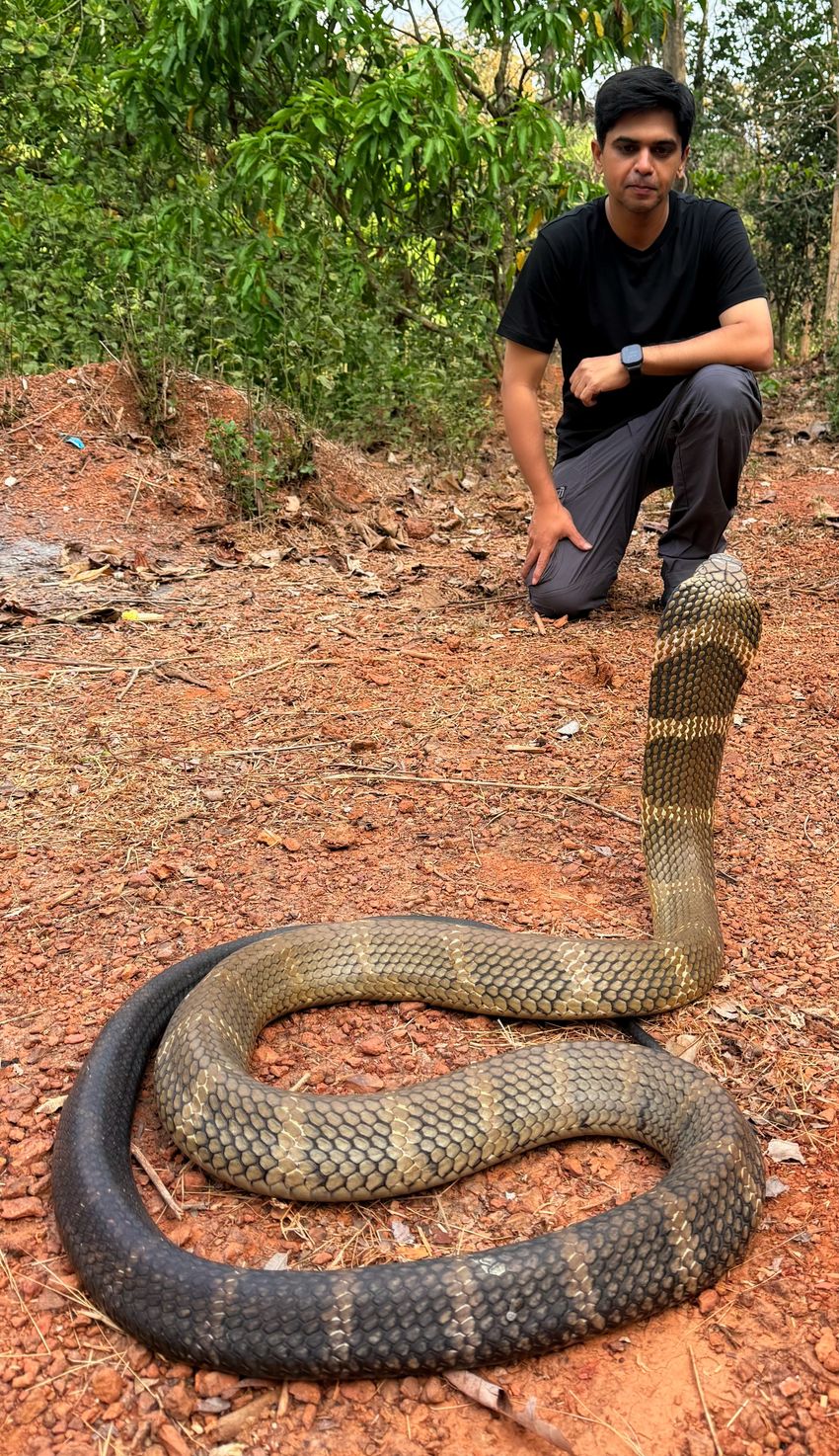 Kartik Sunagar kneels in front of a king cobra in the rainforest. Kartik Sunagar kneels in front of a king cobra in the rainforest.