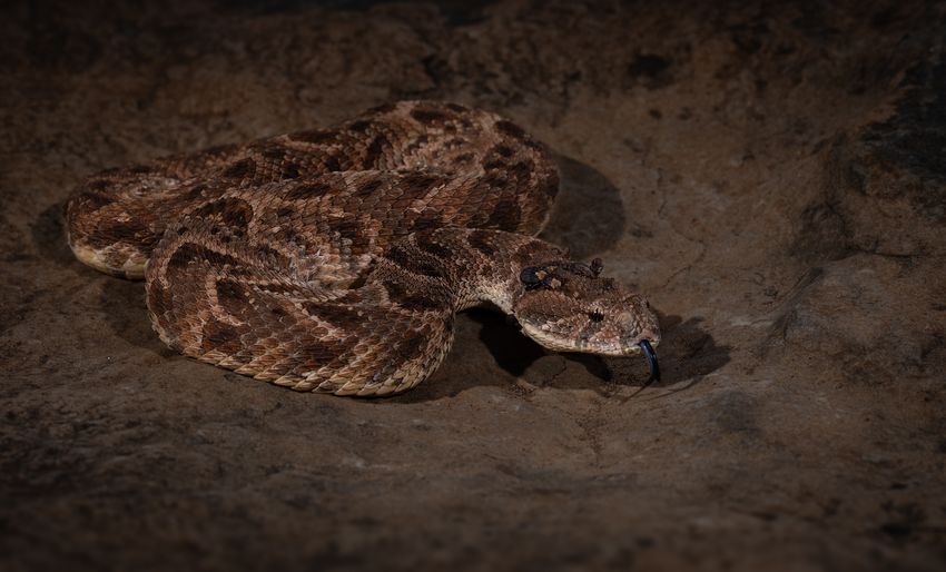A tick-infested puff adder sits coiled on the ground with its tongue out. A tick-infested puff adder sits coiled on the ground with its tongue out.