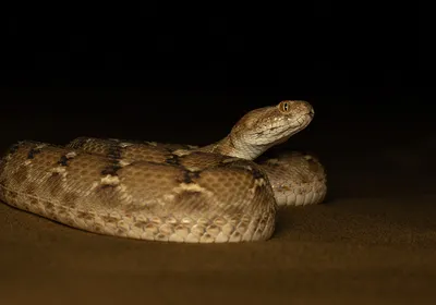 Sochurek’s saw-scaled viper sits coiled on the ground.