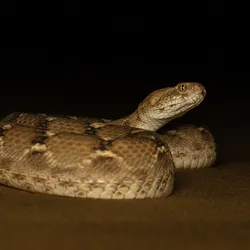 Sochurek’s saw-scaled viper sits coiled on the ground.